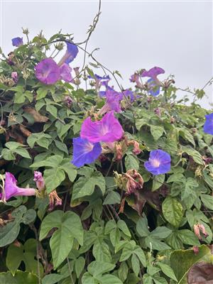 flo